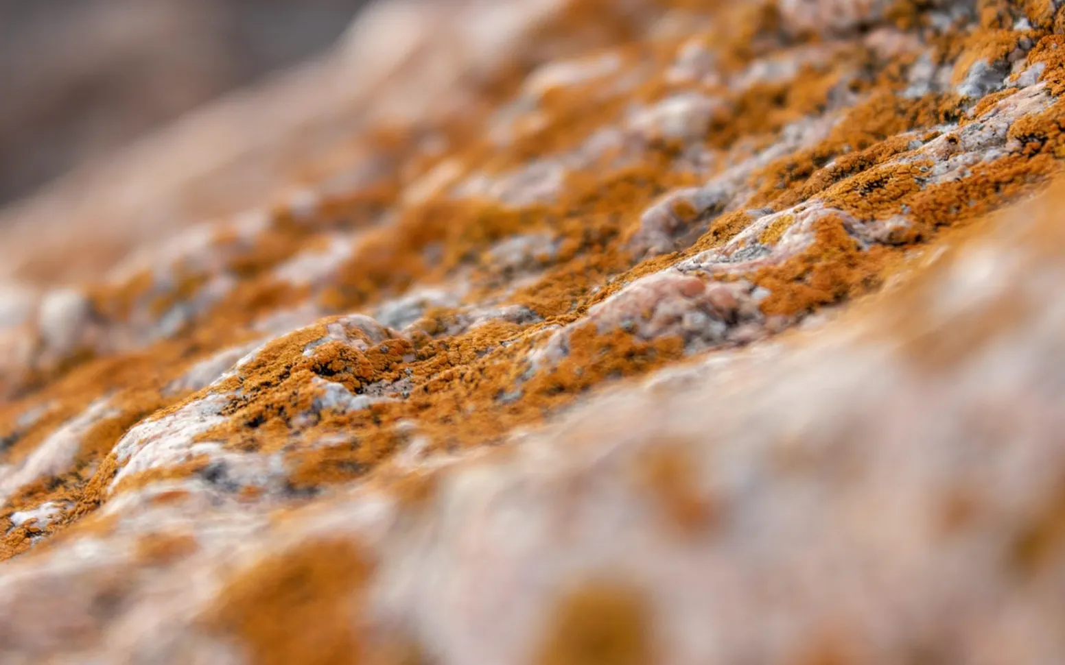 Microorganism, mold and rocks