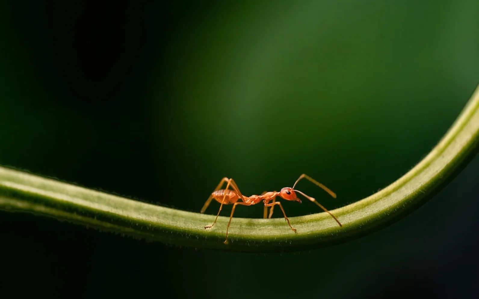 Ant, ants and nature